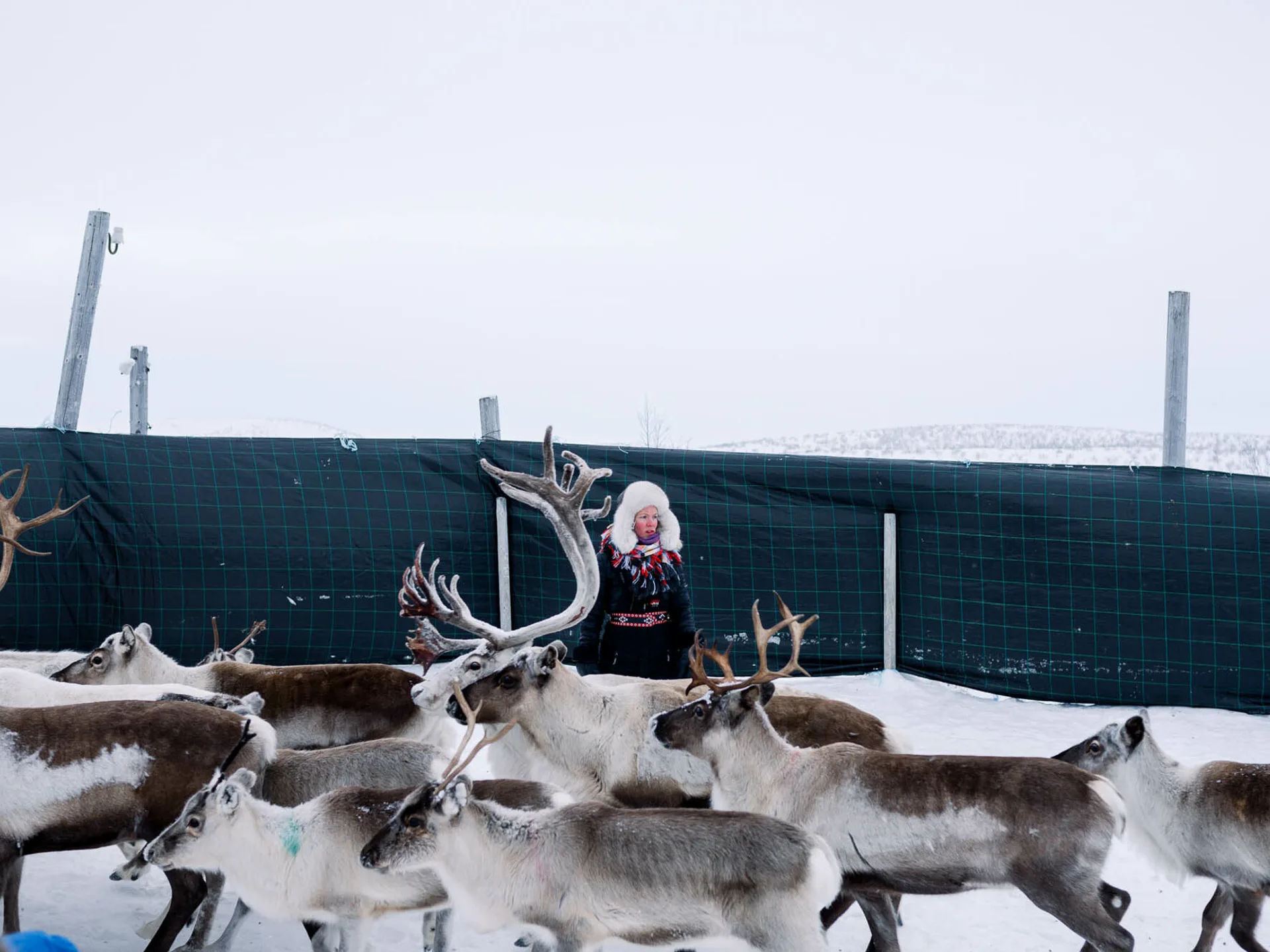 REINDEER CORRAL Elle Marja Eira foto Anne Katja Gaup 35